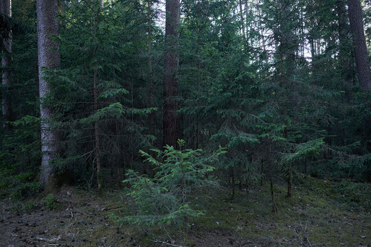 Dense evergreen forest with a young sapling in the foreground