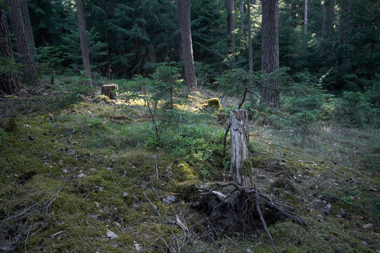 Sunlight filters through a dense forest onto a mossy forest floor with a decaying tree stump
