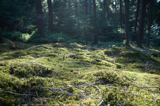 Sunlight filtering through a dense forest onto a moss-covered forest floor