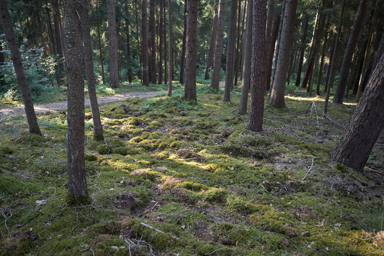 Sunlight filters through a dense pine forest onto a moss-covered forest floor