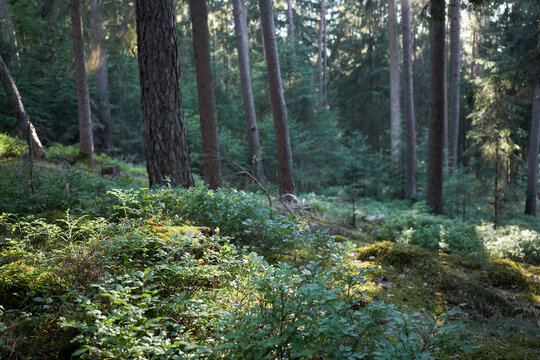 Sunlight filtering through a dense forest canopy onto lush undergrowth