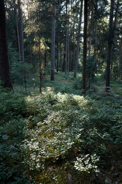 Sunlight filters through tall trees onto a forest floor covered in green undergrowth