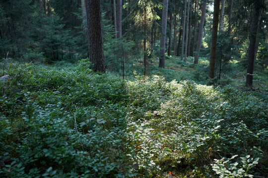 Sunlight filtering through a dense forest canopy onto blueberry bushes