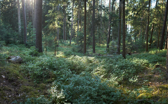 Sunlight filtering through a dense forest canopy onto a lush undergrowth of blueberry bushes