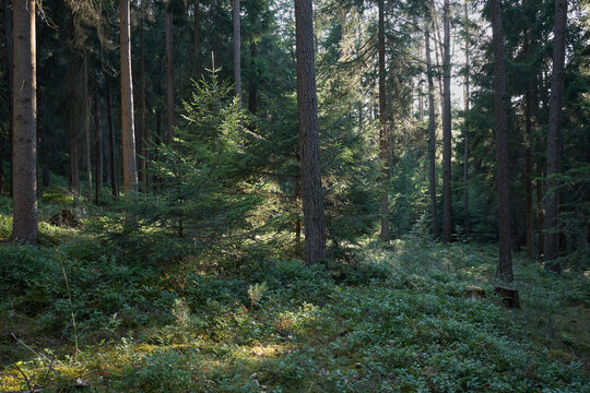 Sunlight filters through a dense forest canopy onto a lush undergrowth of green plants