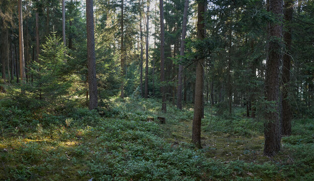 Sunlight filters through a dense evergreen forest floor covered in lush undergrowth