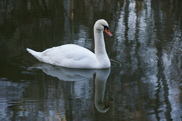 Obraz premium swans on the lake