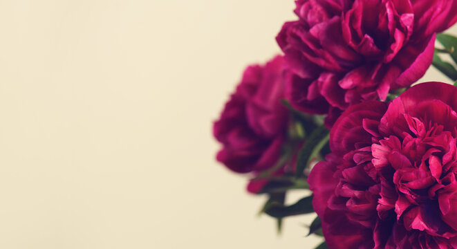 Close-up of a beautiful blurred  purple  bright peony flower on a lidht color background . Large buds of spring festive flowers have rich textured petals . 