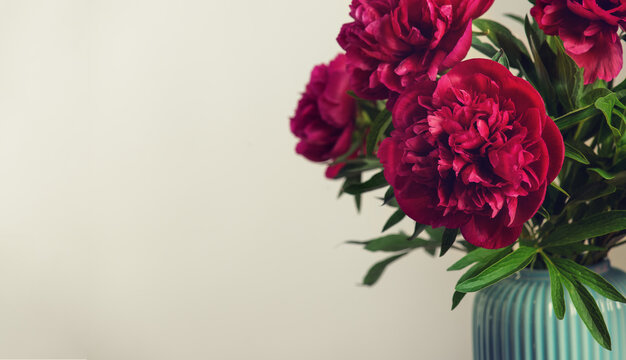 Bouquet of bright purple peony  with green leaves in a vase on a light background . Close-up of a beautiful blurred  and   bright flowers . Large buds of spring festive flowers have rich textured peta