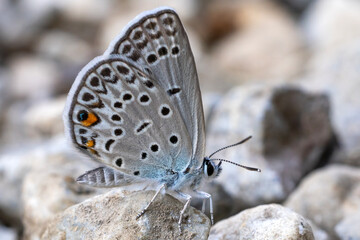 butterfly on the ground © Mehmet