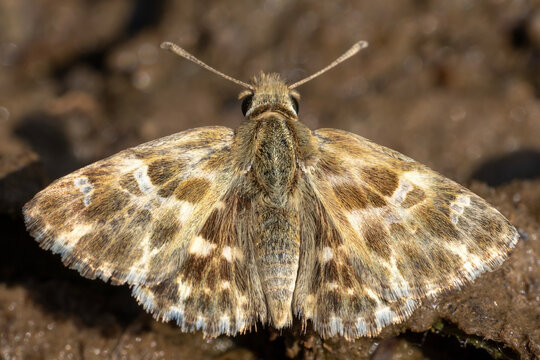 butterfly on the ground