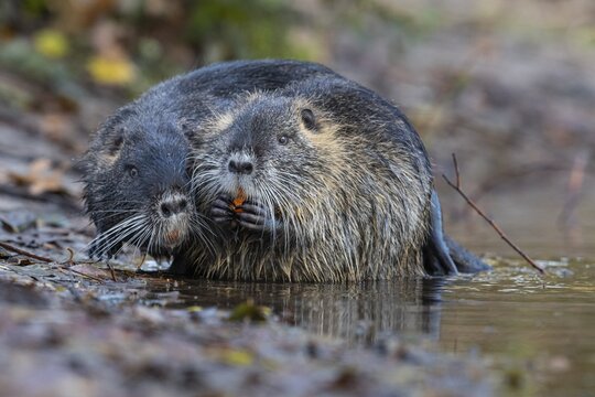 Nutria (Myocastor coypus) in a body of water, Osnabr&uuml;ck, Lower Saxony, Germany