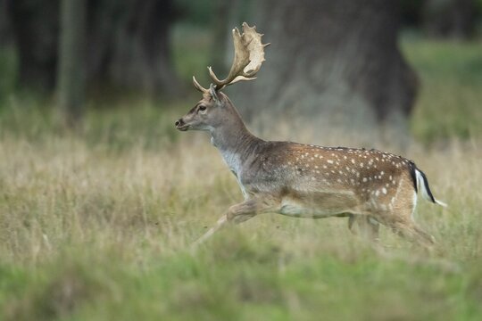 Male fallow deer (dama dama) in the run, Klamptenborg, Copenhagen, Denmark