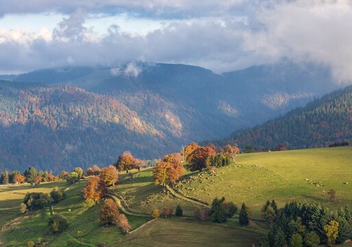 View of typical Black Forest landscape on Schauinsland, green meadows with old grazing beech trees in full autumn colors, clouds moving across the mountains, Black Forest, Baden-W&uuml;rttemberg, Germany