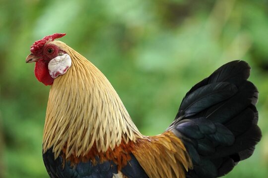 Bantam, bantam chicken (Gallus gallus f. domestica) cock, animal portrait, Germany