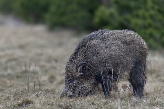 Wild boar (Sus scrofa) with its very young offspring in a forest aisle, sweet, cute, rearing young, Germany