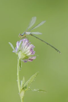 Willow Emerald Damselfly (Chalcolestes viridis), male on flower of meadow clover (Trifolium pratense), North Rhine-Westphalia, Germany