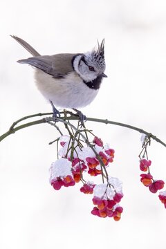 Crested Tit (Parus Scalloped ribbonfish), sitting on a branch, Terfens, Tyrol, Austria