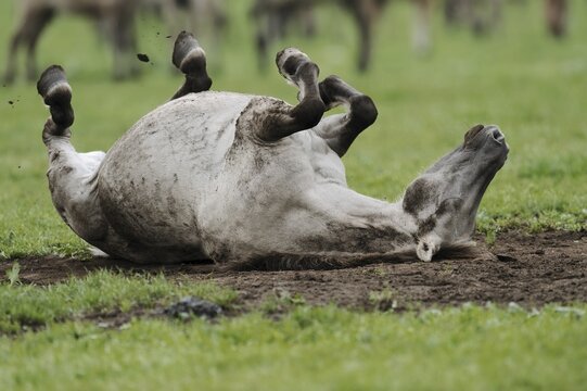 D&uuml;lmen wild horse, mare rolling around, Merfelder Bruch, D&uuml;lmen, North Rhine-Westphalia, Germany