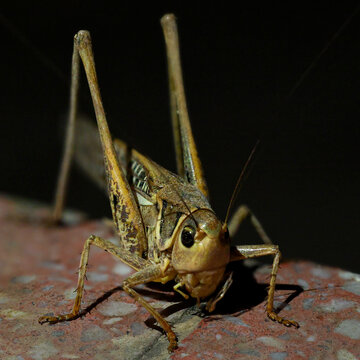 grasshopper close up