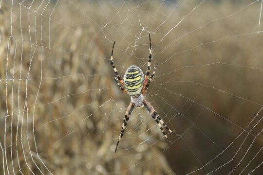 Wasp spider (Argiope bruennichi) in a web covered with dew drops, in a cornfield, Allg&auml;u, Bavaria, Germany