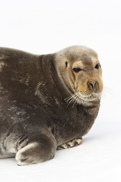 Bearded Seal or Square Flipper Seal (Erignathus barbatus) on an ice floe, Spitsbergen, Norway