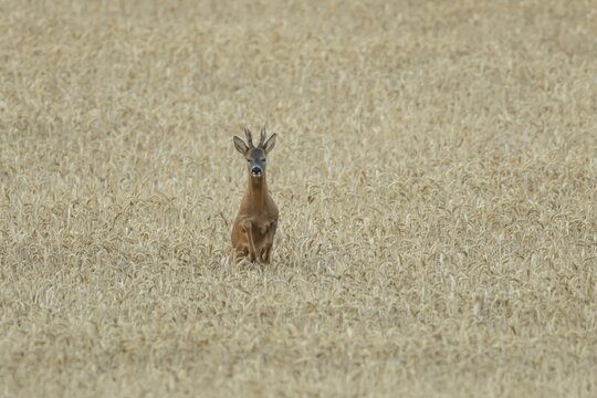 Roe deer (Capreolus capreolus) adult animal male roebuck running in a farmland wheat field in summer, England, United Kingdom