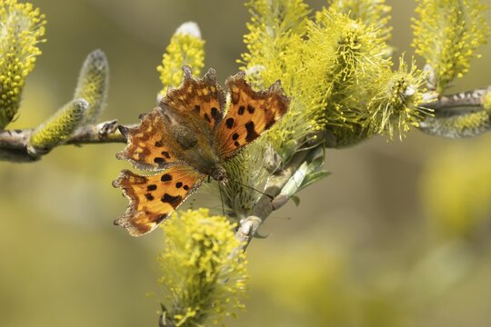 Comma butterfly (Polygonia c-album) adult insect feeding on Goat willow (Salix caprea) blossom flowers in spring, Herefordshire, England, United Kingdom