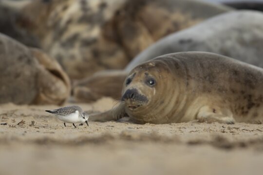 Grey seal (Halichoerus grypus) adult animal resting on a beach birdwatching as a Sanderling wading bird feeds, Norfolk, England, United Kingdom