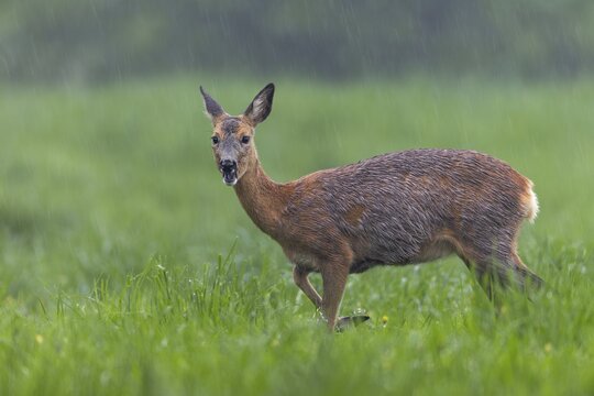 In a few days, this pregnant doe (Capreolus capreolus) will give birth to her fawns, pregnant, pregnancy, change of coat, Germany
