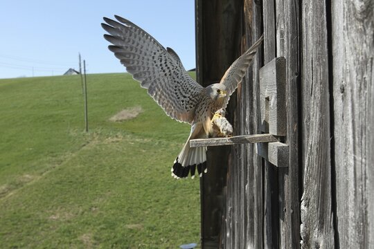 Kestrel (Falco tinnunculus) male with vole (Arvicolinaea) landing at the breeding site in a field barn, Allg&auml;u, Bavaria, Germany, Allg&auml;u, Bavaria, Germany