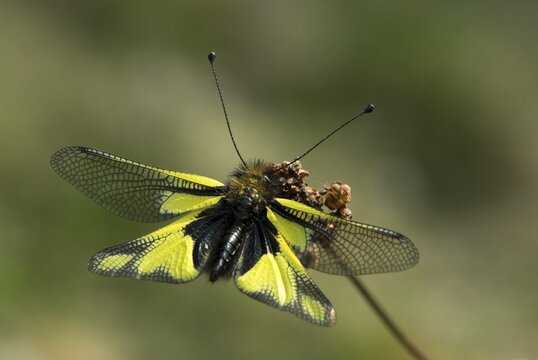 Owlfly (Libelloides coccajus), Feldthurns, Bolzano-Bozen, Italy