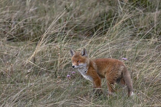 On our day of departure we visit the red fox pups (Vulpes vulpes) again, which we can only observe after a long wait in the neighbourhood of the den, animal children, sweet, cute, youth, May, Denmark