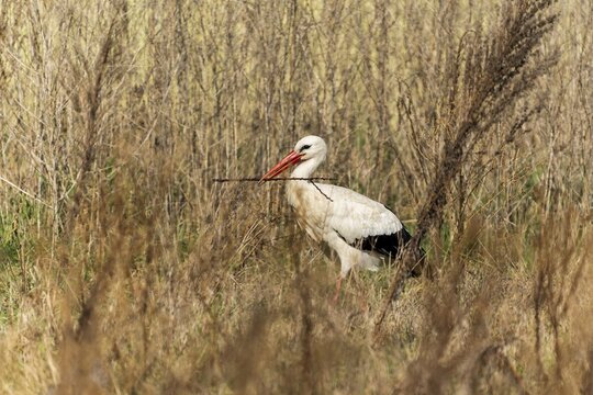 A stork with a stick in its beak hidden in tall grass, white stork (Ciconia ciconia), wildlife, Germany