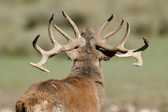 Red deer (Cervus elaphus), stag roaring during the rut, captive, France