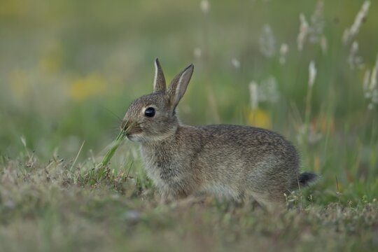 Rabbit (Oryctolagus cuniculus) wild juvenile baby animal feeding in grassland in the summer, England, United Kingdom