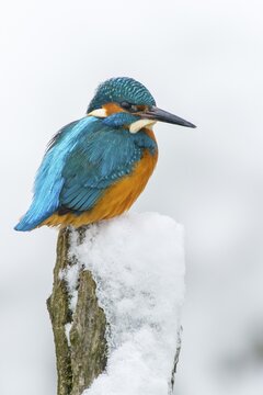Kingfisher (Alcedo atthis) in winter, Vechta, Lower Saxony, Germany