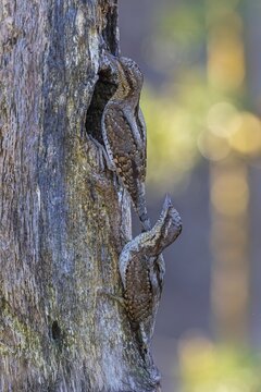 Wryneck (Jynx torquilla) pair at the breeding den, courtship display, male and female, woodpecker, Middle Elbe Biosphere Reserve, Saxony-Anhalt, Germany