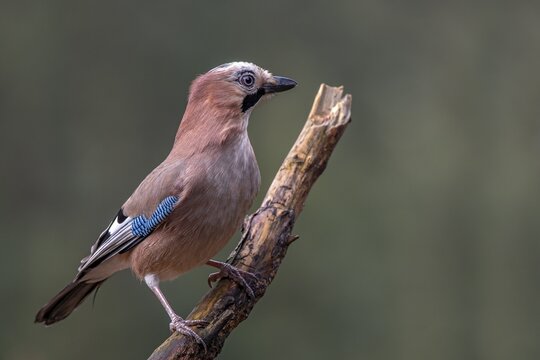 Eurasian jay (Garrulus glandarius), sitting on a branch, Terfens, Tyrol, Austria