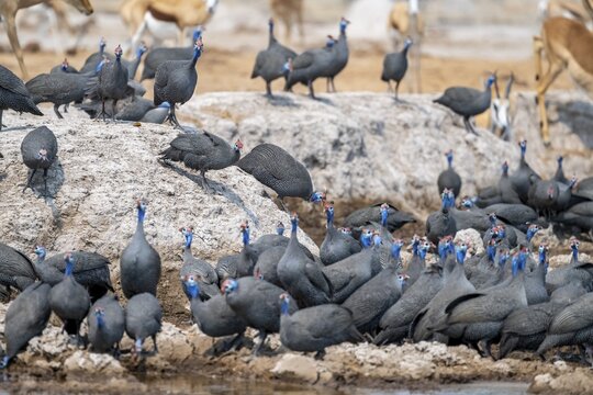 Helmeted guinea fowl (Numida meleagris), flock at the waterhole, Nxai Pan National Park, Botswana