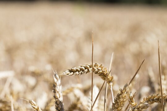 Wheat (Triticum) in wheat field, Freising, Upper Bavaria, Bavaria, Germany