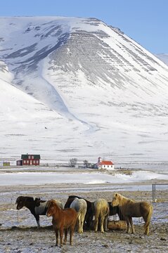Icelandic horses huddle around a small feeding station in winter, small chapel and yard in front of snowy mountains, Dalvik, Iceland