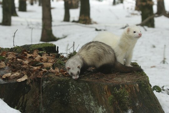 Ferret (Mustela putorius furo) in the snow on an old tree stump, pet keeping, Allg&auml;u, Bavaria, Germany
