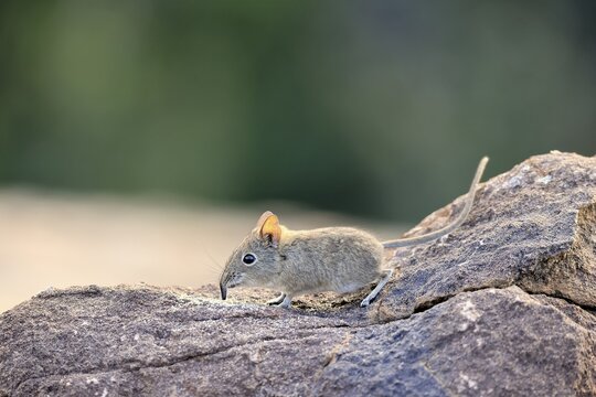 Short-eared Trunked Shrew (Macroscelides probosideus), Short-eared Elephant Shrew, Short-eared Trunked Shrew, adult, foraging, alert, Mountain Zebra National Park, Eastern Cape, South Africa