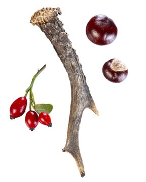 Horns of a deer, rose hip, chestnut, tree, cut-out, Vechta, Lower Saxony, Germany