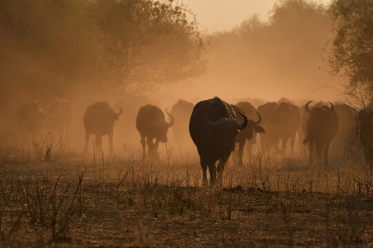 Cape buffalo (Syncerus caffer), backlit stoves, sunrise, Chobe River Front, Chobe Chobe National Park, Botswana