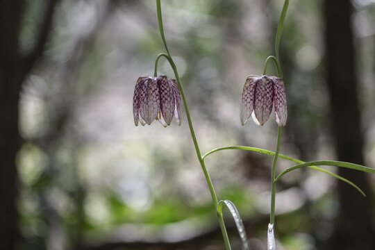 Snake's Head Fritillary (Fritillaria meleagris), Emsland, Lower Saxony, Germany