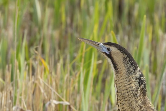 Great or Eurasian bittern (Botaurus stellaris) adult bird in a reedbed in spring, RSPB Minsmere nature reserve, Suffolk, England, United Kingdom
