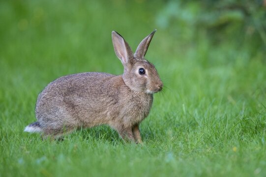 European rabbit (Oryctolagus cuniculus) in a meadow, attentive, pointed ears, Lower Saxony, Germany