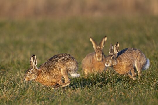 In a wild chase, the bucks circle the female hare (Lepus europaeus), which is watching the hare's activity, mating season, morning light, rutting season, spring, Germany